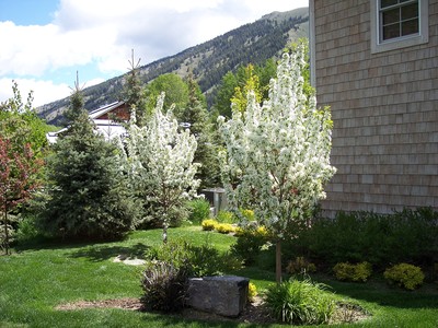 gallery/medium/0 (26)-Gardening-Sun-Valley-Idaho.jpg